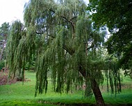 IMGP4725